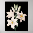 Suche nach weiße lilien poster Lilila
