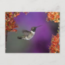 Suche nach mcdonald postkarten Tierwelt