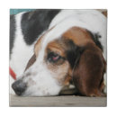 Suche nach basset fliesen Tier