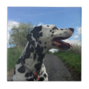 Suche nach dalmatiner fliesen Hund