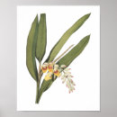 Suche nach muschel poster Blume
