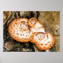 Suche nach fungi poster Pilz