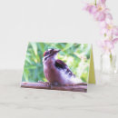 Suche nach für vogelliebhaber karten Für sie/ihn