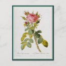 Suche nach redoute postkarten Rose