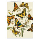 Suche nach raupe postkarten Antike