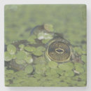 Suche nach frosch untersetzer See