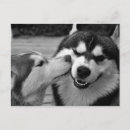 Suche nach sibirisch postkarten Huskies