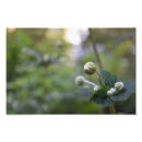 Suche nach blume foto poster Blumenreich