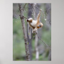 Suche nach niedlicher affe poster Primat