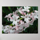 Suche nach hyazinthen poster Weiß