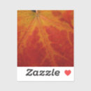 Suche nach ahornblatt auf weißem rot aufkleber Herbst