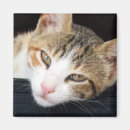 Suche nach kitten magnete Tabby
