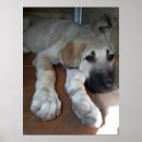 Suche nach anatolisch poster Welpe