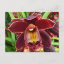 Suche nach orchideen foto postkarten Natur
