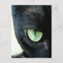 Suche nach katzen mit grünen augen poster postkarten Haustier