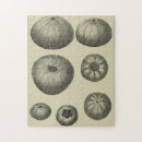 Suche nach meereswelt puzzle Seestern