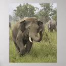 Suche nach asiatischer elefant poster Wiese