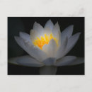 Suche nach der weg zur erleuchtung postkarten Natur