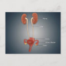 Suche nach niere postkarten Kunstwerke