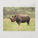 Suche nach schwarzes nashorn postkarten Afrika