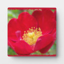 Suche nach rote rosen fotoplatten Für sie