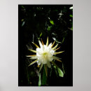 Suche nach kaktusblüte poster Blume