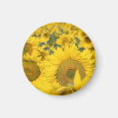 Suche nach sonnenblumen magnete Fotografie