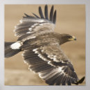 Suche nach flying eagle poster Vogel