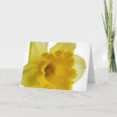 Suche nach narzisse karten Blumen