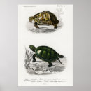 Suche nach schildkröte poster Ozean