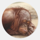 Suche nach affe spaß aufkleber Zoo
