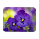 Suche nach viola magnete Blume