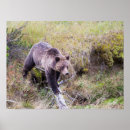 Suche nach grizzlybär poster Braun