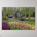 Suche nach keukenhof poster Blume