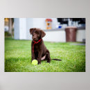 Suche nach schokolade labrador poster Hund