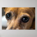 Suche nach trauriges tier poster Hund