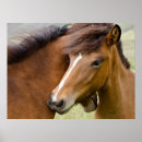 Suche nach colte poster Ranch