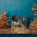 Suche nach geweihe haustier fotoplatten Superstock