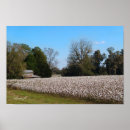 Suche nach baumwolle poster Baumwollanbau