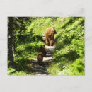 Suche nach büffel postkarten Wildtiere