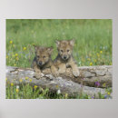 Suche nach pair poster Wolf