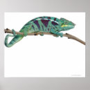 Suche nach chameleon poster Reptiles