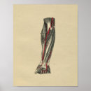 Suche nach menschlicher arm poster Anatomie