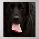 Suche nach hundegesichter poster Niedlicher hund