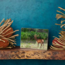 Suche nach elche fotoplatten Stier