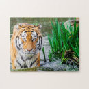 Suche nach wilde katzen puzzle Tiger