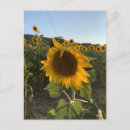 Suche nach postkarten Blume