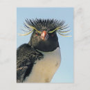 Suche nach makkaroni postkarten Vögel