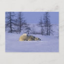 Suche nach manitoba postkarten Wildtiere