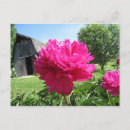 Suche nach blume des landes postkarten Rosa